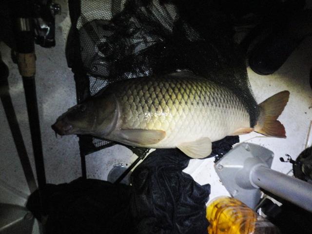 delta rosu 2011 - dsc00896.JPG